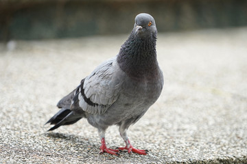 Dove bird close up zoom sharp high quality