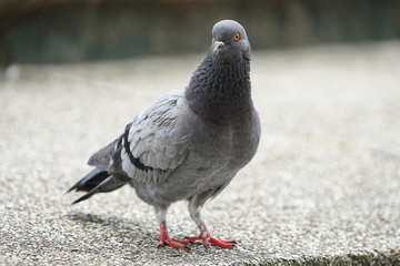 Dove bird close up zoom sharp high quality