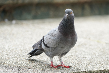 Dove bird close up zoom sharp high quality