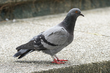 Dove bird close up zoom sharp high quality