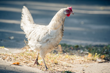 Cute chicken crossing the road