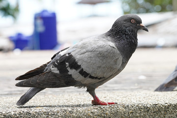 Dove bird close up zoom sharp high quality
