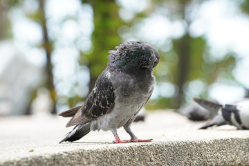 Dove bird close up zoom sharp high quality