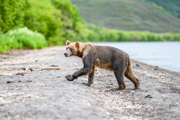 Ruling the landscape, brown bears of Kamchatka (Ursus arctos beringianus)