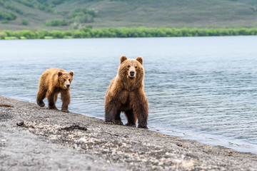 Obraz premium Ruling the landscape, brown bears of Kamchatka (Ursus arctos beringianus)