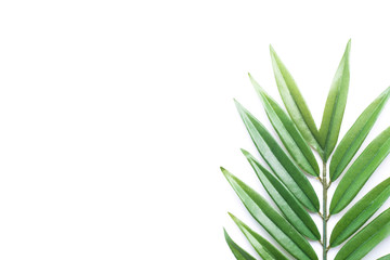 Tropical green palm leaf on white background with copy space.