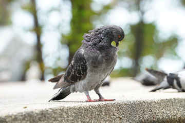 Dove bird close up zoom sharp high quality