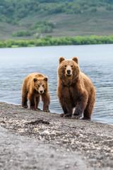 Obraz premium Ruling the landscape, brown bears of Kamchatka (Ursus arctos beringianus)