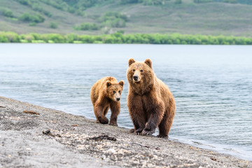 Obraz premium Ruling the landscape, brown bears of Kamchatka (Ursus arctos beringianus)