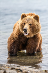 Fototapeta premium Ruling the landscape, brown bears of Kamchatka (Ursus arctos beringianus)