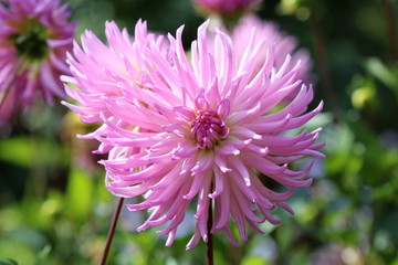 Obraz premium Kaktus-Dahlie in Pink Taratahi Lilac makro