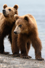Obraz premium Ruling the landscape, brown bears of Kamchatka (Ursus arctos beringianus)
