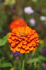 Zinnie in Orange Makro