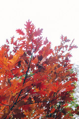 Autumn woods. Beautiful red trees on background of sky in sunny warm forest. Oak tree leaves . Hello fall. Tranquil moment. Autumnal background.