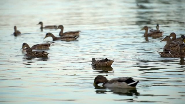 Mallard Duck. Flock of swimming ducks. Mallard. Flock of the bird on the lake. 