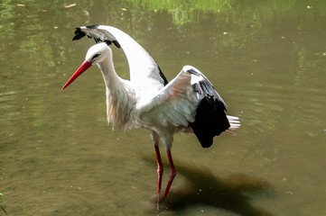 Close-up of White Stork in Burgenland, Austria
