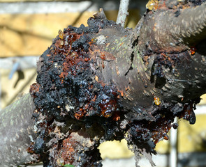 Closeup on a bad spot  of a friut tree, this sick area should be removed to avoid spreading.