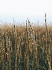 Herbs in cold autumn morning in foggy meadow. Tranquil moment. Hello fall. Autumn background. Atmospheric morning