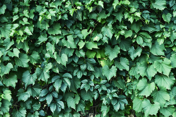 Growing plant with green leaves