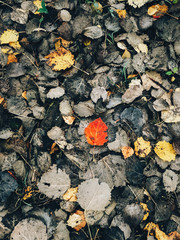 Autumn leaves. Beautiful fall red leaves on dark brown ground in forest, top view. Autumnal background. Populus tremula leaf