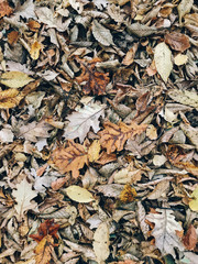 Autumn leaves. Beautiful fall yellow and brown leaves on ground in forest, top view. Autumnal background. Oak and maple leaf