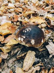 Boletus edulis mushroom in autumn leaves in woods. Picking mushrooms in forest.  Porcini with fall leaves on background of foggy woods. Copy space