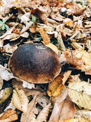 Boletus edulis mushroom in autumn leaves in woods. Picking mushrooms in forest.  Porcini with fall leaves on background of foggy woods. Copy space