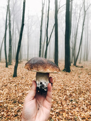 Hand holding boletus edulis mushroom in autumn woods. Picking mushrooms in forest. Delicious Porcini in hand on background of foggy woods and fall leaves.