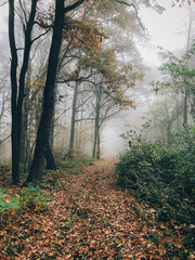 Road in autumn woods with fall leaves in foggy cold morning. Mist in autumn forest with yellow leaves. Tranquil moment. Atmospheric morning. Hello fall