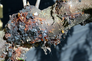 Fototapeta premium Closeup on a bad spot of a friut tree, this sick area should be removed to avoid spreading.