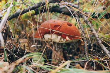 Big leccinum aurantiacum mushroom in autumn leaves and grass in  sunny woods. Picking mushrooms in forest. Leccinum with fall leaves. Copy space. Mushroom hunting