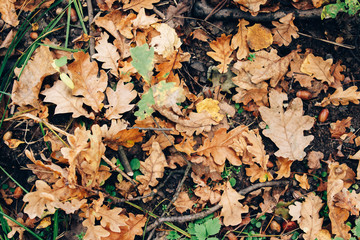 Autumn leaves. Beautiful fall yellow and brown leaves on ground in forest, top view. Autumnal background. Oak and maple leaf