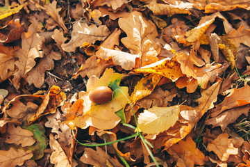 Autumn. Beautiful fall yellow and brown leaves with acorns in grass on ground in sunny warm forest. Autumnal background. Oak tree leaf. Hello autumn