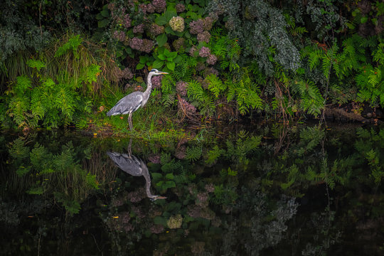 Gar&ccedil;a no rio e reflexo na &aacute;gua