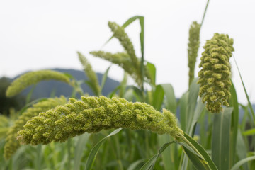 Green millet in the field.