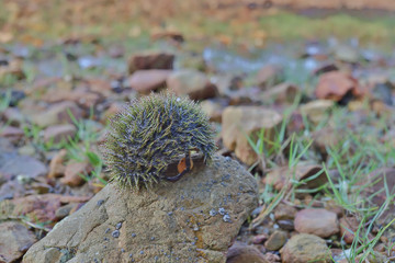 a Sea urchin on a rock near the water