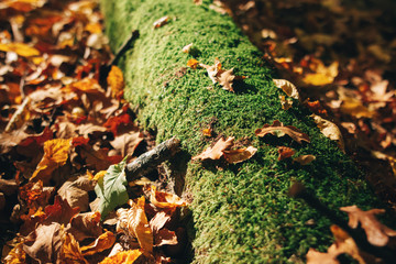 Autumn woods. Beautiful old fallen tree in moss and yellow and brown fall leaves on ground in sunny warm forest. Autumnal background. Oak tree leaf. Hello autumn
