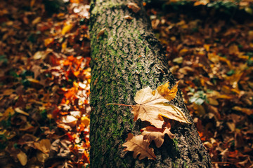 Autumn woods. Beautiful yellow fall leaf in sunlight on old fallen tree in moss on ground in sunny warm forest. Autumnal background. Maple tree leaf. Hello autumn