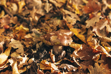 Big Boletus edulis mushroom in autumn leaves in warm sunny woods. Picking mushrooms in forest. Porcini with fall leaves on background of yellow woods. Copy space. Mushroom hunting