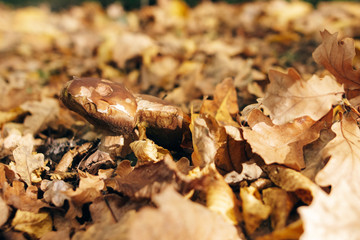 Big Boletus edulis mushroom in autumn leaves in warm sunny woods. Picking mushrooms in forest. Porcini with fall leaves on background of yellow woods. Copy space. Mushroom hunting