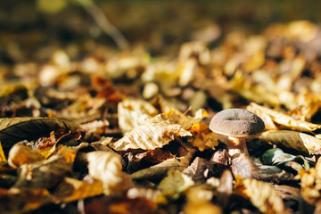 Xerocomus mushroom in autumn leaves  in sunny woods. Picking mushrooms in forest. Fungi with fall leaves. Copy space. Mushroom hunting.