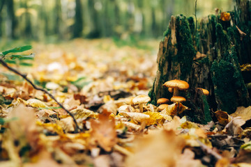Mushrooms on stump with green moss and autumn leaves in sunny woods. Mushroom hunting in autumn forest. Hypholoma fasciculare. Gilled fungi