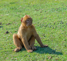 Gibraltar monkey sitting on the grass
