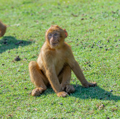 Gibraltar monkey sitting on the grass