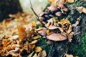 Mushrooms on stump with green moss and autumn leaves in sunny woods. Mushroom hunting in autumn forest. Psathyrella piluliformis. Gilled fungi