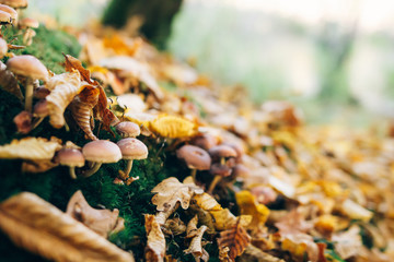 Mushrooms on stump with green moss and autumn leaves in sunny woods. Mushroom hunting in autumn forest. Psathyrella piluliformis. Gilled fungi
