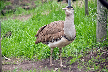the Australian bustard is walking