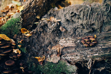 Mushrooms on stump with green moss and autumn leaves in sunny woods. Mushroom hunting in autumn forest. Psathyrella piluliformis. Gilled fungi