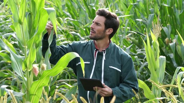 Farmer checking on corn crops