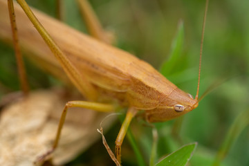 Grasshopper on green leaf